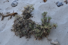 Astragalus psilocentros