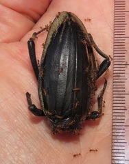 Ocnodes