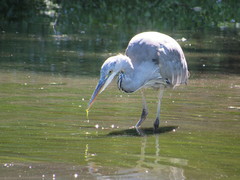 Ardea cinerea