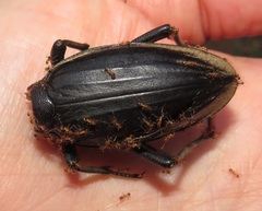 Ocnodes