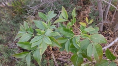 Heteromorpha arborescens abyssinica
