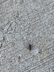 Armadillidium vulgare