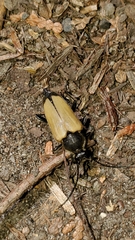 Trigonarthris subpubescens