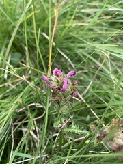 Pedicularis sudetica