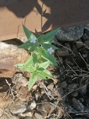 Epilobium pseudorubescens