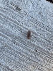 Armadillidium vulgare