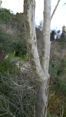 Heteromorpha arborescens abyssinica