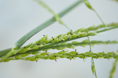 Eriochloa procera