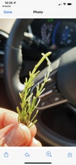 Crassula aquatica