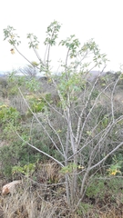 Heteromorpha arborescens abyssinica
