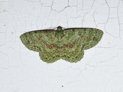 Ophthalmitis herbidaria