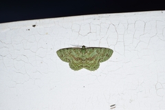 Ophthalmitis herbidaria