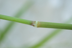 Eriochloa procera