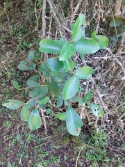 Daphnopsis racemosa