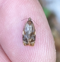 Ditula angustiorana