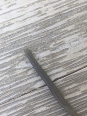 Erpobdella octoculata