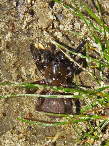 Ummidia funerea