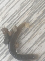 Erpobdella octoculata