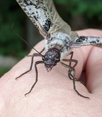 Dysmicohermes disjunctus