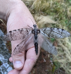 Dysmicohermes disjunctus