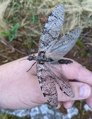 Dysmicohermes disjunctus