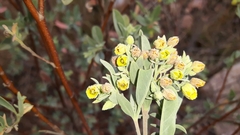 Hermannia hyssopifolia