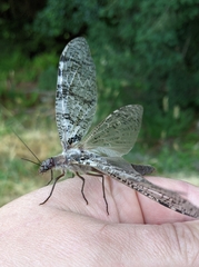 Dysmicohermes disjunctus