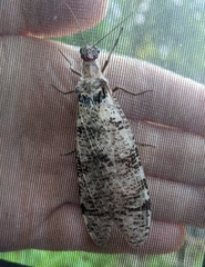 Dysmicohermes disjunctus