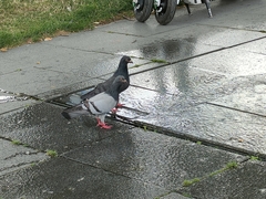 Columba livia domestica