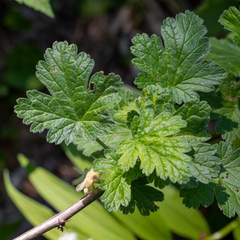 Ribes binominatum