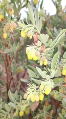 Hermannia hyssopifolia