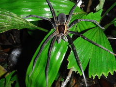 Ancylometes bogotensis