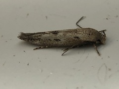 Mompha brevivittella