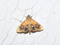 Nosophora