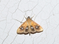 Nosophora