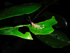 Syntomacris viridipes