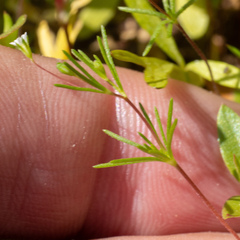 Linanthus harknessii