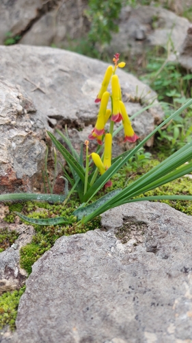 Lachenalia aloides