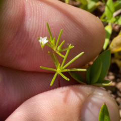 Linanthus harknessii