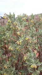 Hermannia hyssopifolia