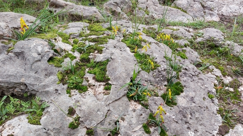 Lachenalia aloides