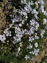 Phlox pulvinata