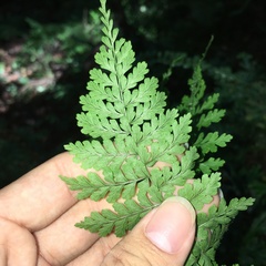 Dryopteris wuzhaohongii