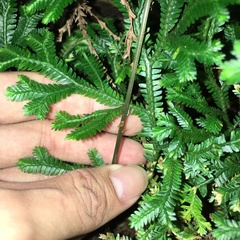 Dryopteris wuzhaohongii