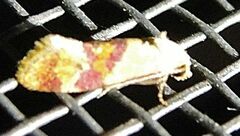 Diceratura ostrinana