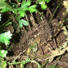 Dryopteris wuzhaohongii