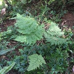 Dryopteris wuzhaohongii