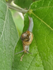 Helicarion