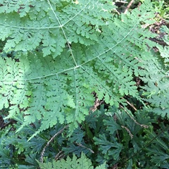 Dryopteris wuzhaohongii