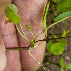 Ranunculus gormanii